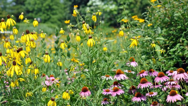 Maximize Your July Gardening: Late Season Planting Tips