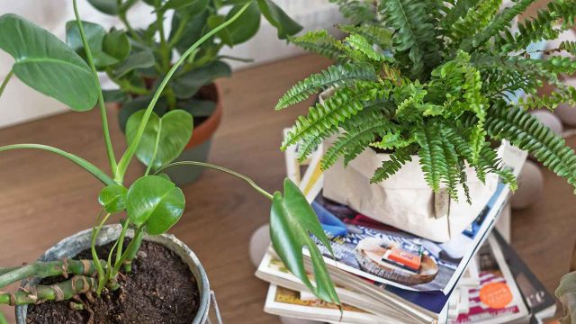 Innovative Gardening Hacks to Boost Your Green Thumb