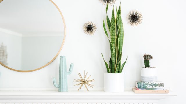 Unlocking the Green Secrets: IKEA’s Hidden Gems in the Plant Aisle