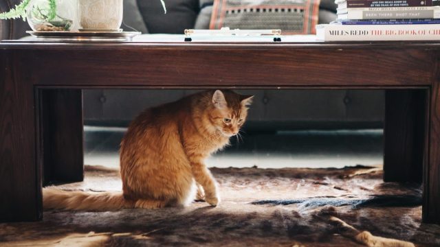 Discover the Best Stylish Solutions for Concealing Your Litter Box