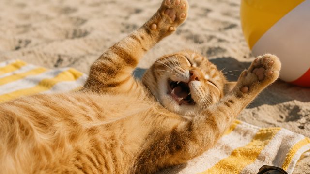 Embrace the Laughter: How Cats Bring Joy During Summer Breaks