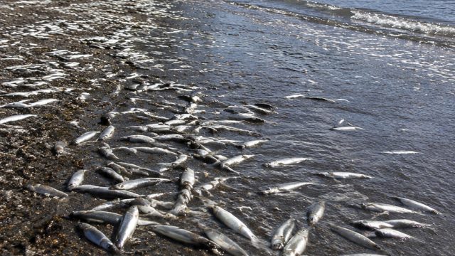 Summer's Herald: Capelin Arrive at Middle Cove Beach