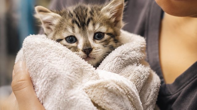 From Abandonment to Belonging: A Heartwarming Kitten Rescue Story